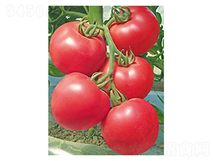 �����W-���ѷN��-�A�߷N�I(y��)