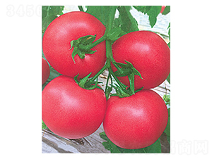 ����2̖-���ѷN��-�A�߷N�I(y��)