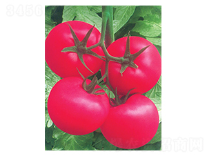 ����-���ѷN��-�A�߷N�I(y��)d