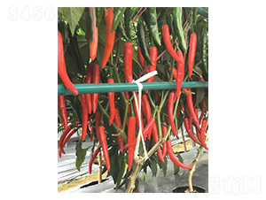 �����t���-��ǽ��N��-�A�߷N�I(y��)