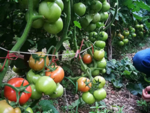 ��Ԫ��-���ѷN��-혳�