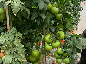 �ĵ�˹-���ѷN��-혳�