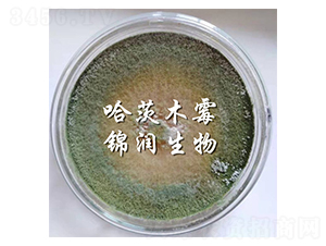 ����ľù��-�\������