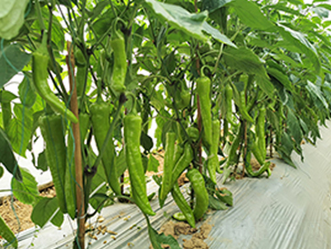 ѩ����-�����N��-혳�