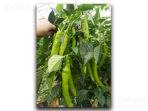 �S��-�����N��-혳�