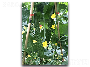 ���n-�S�ϷN��-혳�