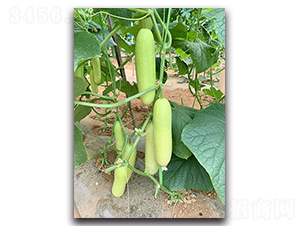 �A�M-�S�ϷN��-혳�