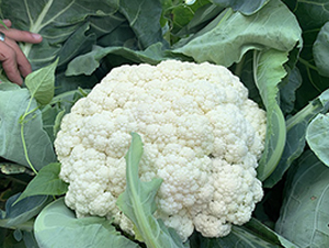 ������(l��)65���ɻ�-��Ҭ�˷N��-혳�