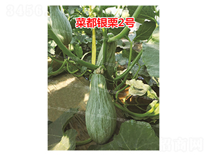 �˶��y��2̖-�ϹϷN��-�˶��fʢ