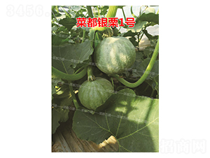 �˶��y��1̖-�ϹϷN��-�˶��fʢ