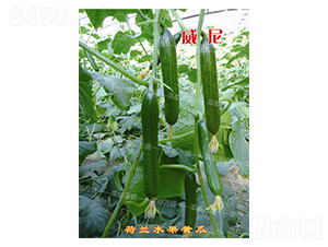 �fʢ����-�S�ϷN��-�˶��fʢ