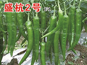 ʢ��2̖-�����N��-�˶��fʢ