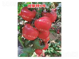 �W˹��9̖-���t���N��-�˶��fʢ