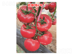 �W˹��6̖-���t���N��-�˶��fʢ