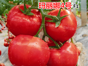 ������4̖-���t���N��-�˶��fʢ