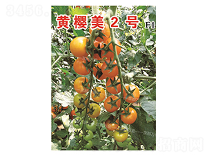 �S����2̖-���t���N��-�˶��fʢ