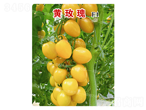 �Sõ��-���t���N��-�˶��fʢ