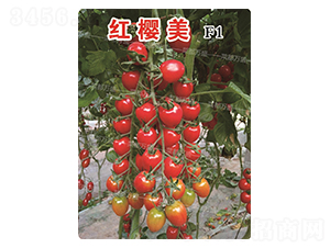 �t����-���t���N��-�˶��fʢ