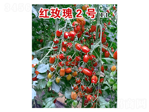 �tõ��2̖-���t���N��-�˶��fʢ