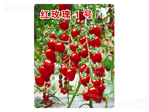 �tõ��1̖-���t���N��-�˶��fʢ