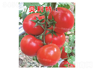 ؐ����-���t���N��-�˶��fʢ