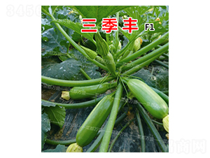 �����S-�����J�N��-�˶��fʢ