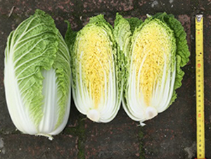 �����O��-��ײ˷N��-���A�N�I(y��)