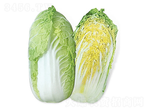 ����-��ײ˷N��-���A�N�I(y��)