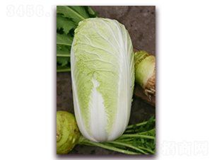 ������-��ײ˷N��-���A�N�I(y��)