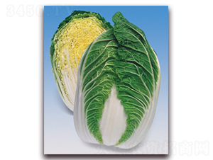 ������-��ײ˷N��-���A�N�I(y��)