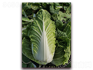 TI-145-��ײ˷N��-���A�N�I(y��)