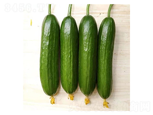 �Ɍ�-ˮ���S�ϷN��-��Ļ��