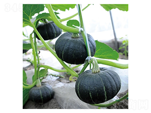 ������-�ϹϷN��-��Ļ��