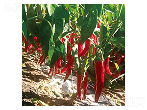 ���¼t-�����N��-��Ļ��