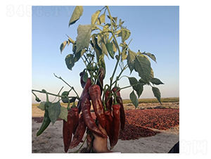 �Ͻ�ɽ-�����N��-��Ļ��