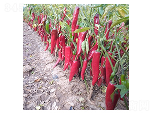 �μ���-�����N��-��Ļ��