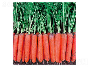 Ļ��-���}���N��-��Ļ��