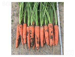 �t���R-���}���N��-��Ļ��