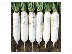 ����-�}���N��-��Ļ��