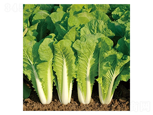 ��Ļ����2̖(h��o)-�ײ˷N��-��Ļ��