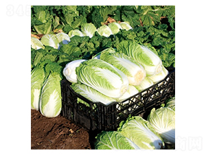 ��Ļ����ˬ-�ײ˷N��-��Ļ��