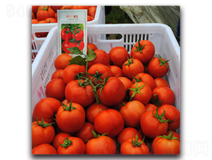 Ӳ�h-���ѷN��-��֮��