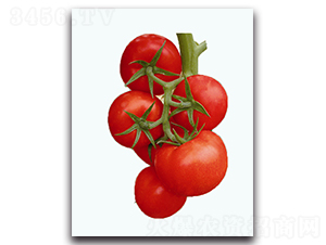 ؐ���S-���ѷN��-��֮��