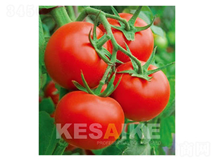 �P�t-���ѷN��-�wِ�w