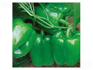 ِ����̖-�𽷷N��-�wِ�w