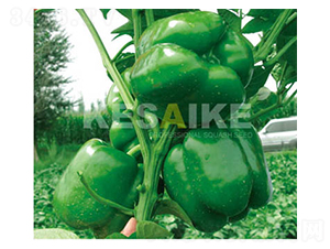 ���Z-�𽷷N��-�wِ�w