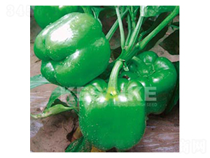 ���P-�𽷷N��-�wِ�w