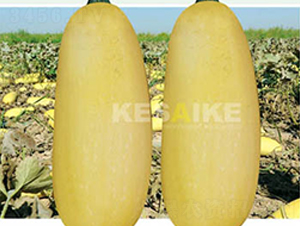 �r�l(f��)��̖-�����J�N��-�wِ�w