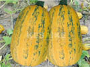 �r�l(f��)��̖-�����J�N��-�wِ�w