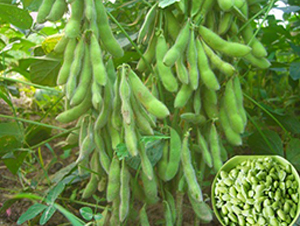 ����ǧ����-ë���N��-�|���r(n��ng)�I(y��)